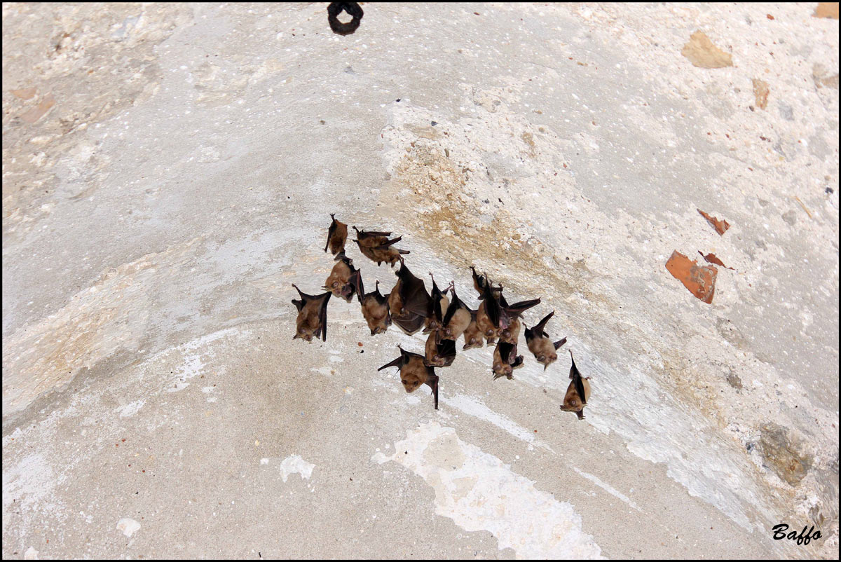 Pipistrelli,di che tipo?